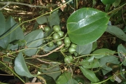 <strong>Smilax vitiensis - Birnbaum Philippe - 1436</strong><br />© Ramon, Laurence